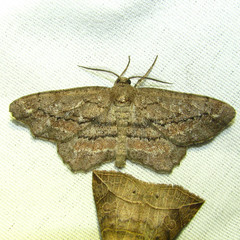 Hypagyrtis brendae