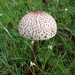 Macrolepiota colombiana - Photo (c) Mateo Hernandez Schmidt, some rights reserved (CC BY-NC-SA), uploaded by Mateo Hernandez Schmidt