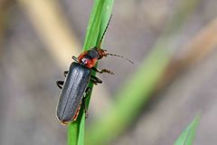 Cantharis fusca