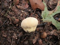 Lycoperdon flavotinctum