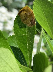 Profenusa canadensis