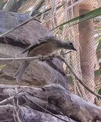 Chlamydera cerviniventris