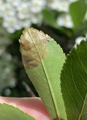 Profenusa canadensis