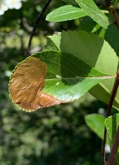 Profenusa canadensis