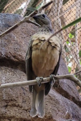 Chlamydera cerviniventris