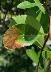 Profenusa canadensis