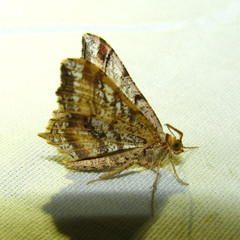 Macaria multilineata