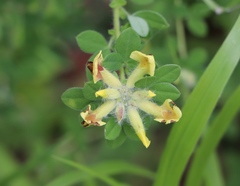 Chamaecytisus supinus