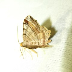 Macaria multilineata