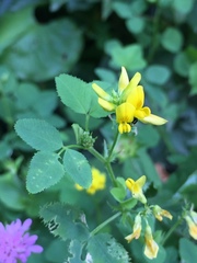Medicago carstiensis