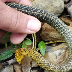 Dendrophidion bivittatus