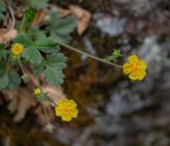 Potentilla rhyolitica