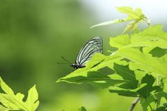 Hestina assimilis assimilis