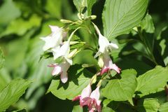Weigela decora