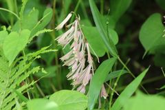 Cremastra appendiculata variabilis