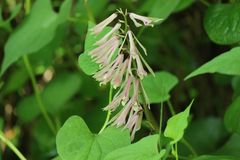 Cremastra appendiculata variabilis