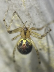 Theridion murarium
