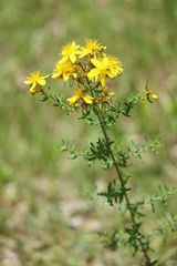 Hypericum perforatum chinense
