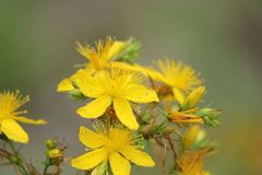 Hypericum perforatum chinense