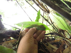 Serpocaulon levigatum
