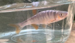 Lythrurus fasciolaris