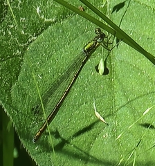 Lestes inaequalis
