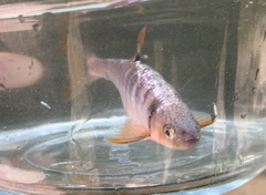 Lythrurus fasciolaris