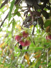 Epidendrum megalospathum