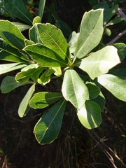 Cussonia thyrsiflora