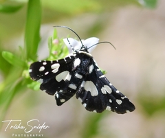Pseudothyris sepulchralis