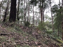 Cortinarius persplendidus