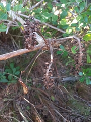 Cussonia thyrsiflora