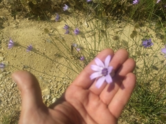 Catananche caerulea