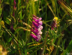 Vicia villosa