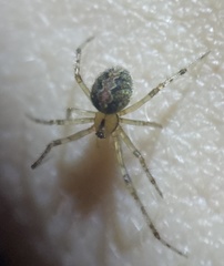Theridion murarium