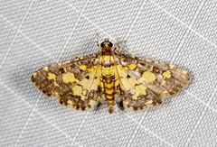 Eurrhyparodes tricoloralis