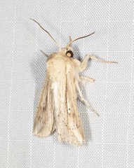 Mythimna decisissima