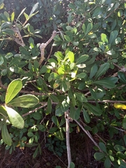 Cussonia thyrsiflora