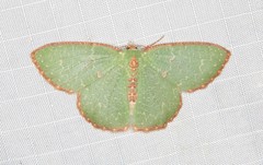 Eucyclodes metaspila