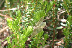 Chlorissa cloraria