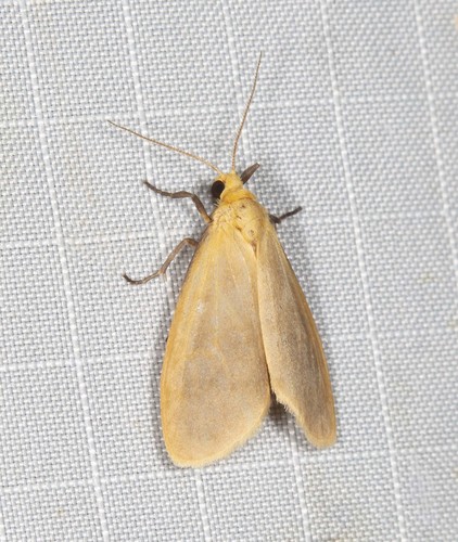 Symmetrodes sciocosma Meyrick, 1888