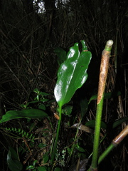 Stelis pittieri