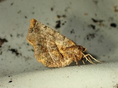 Selenia alciphearia
