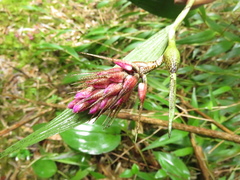 Elleanthus maculatus