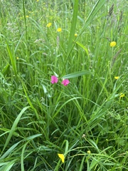 Lathyrus nissolia