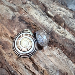 Helicodonta obvoluta