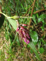 Elleanthus maculatus