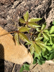 Parthenocissus