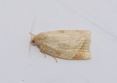 Adoxophyes negundana