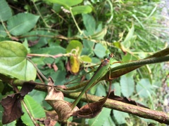 Phaneroptera nigroantennata